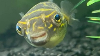 small freshwater puffer fish
