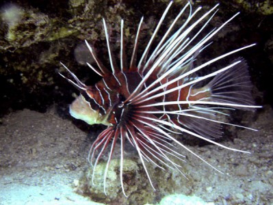 lionfish radiata hias pesona pterois tankfacts
