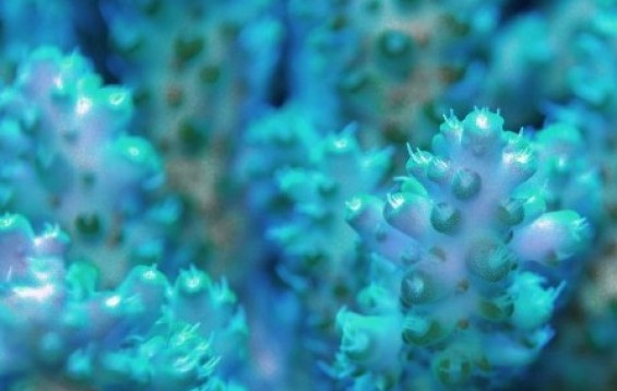 acropora | Coral Species | Tank Facts
