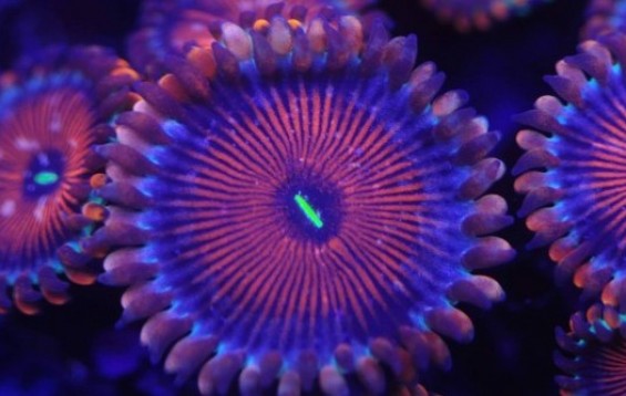 Salted Agave Zoas - Zoanthid - Zoanthus sp Tank Facts.