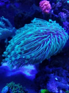 Weeping Willow - Leather Corals - | Tank Facts