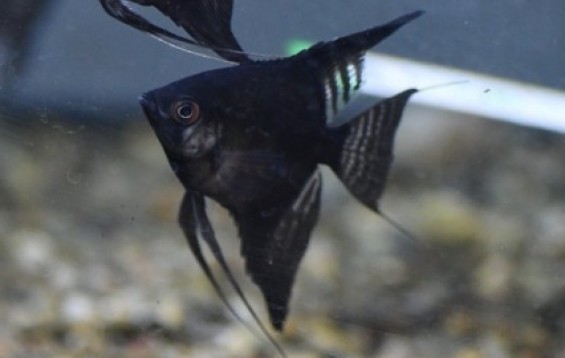black freshwater fish