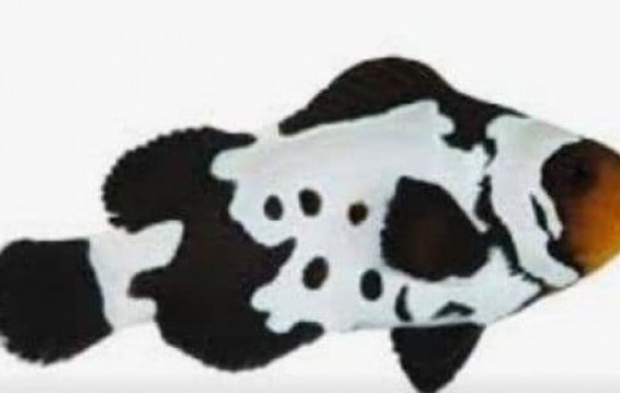 Black Snowflake Clownfish Clownfish Amphiprion Ocellaris Tank Facts