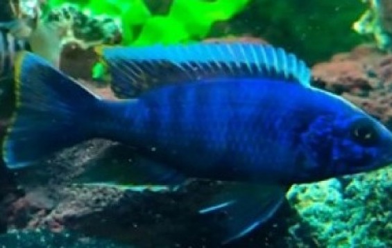 Ansættelse maling Vi ses i morgen Electric Blue Cichlid - African Cichlids - Sciaenochromis fryeri | Tank  Facts