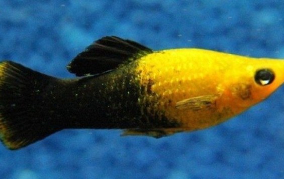 Gold Dust Molly fish in tank