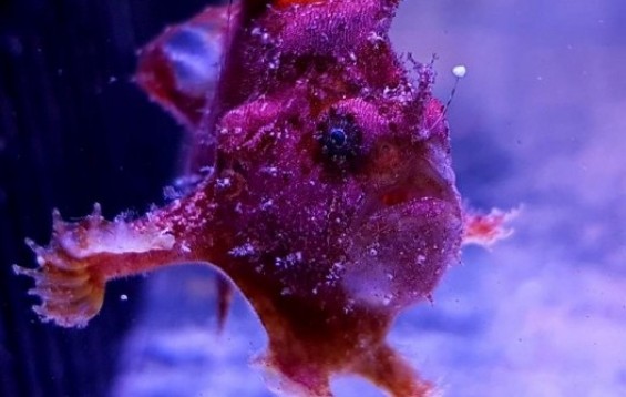 Red Angler - Anglers and Frogfish - Antennarius sp
