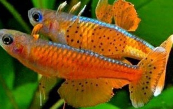 Red Neon Blue Eye - Rainbowfish - Pseudomugil luminatus | Tank