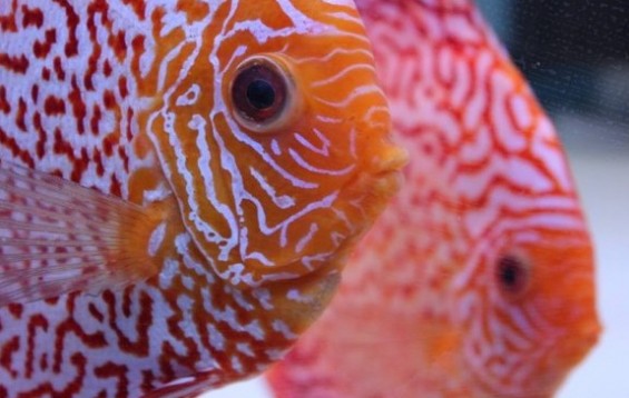Red Snakeskin Discus - Discus - Symphysodon sp | Tank Facts