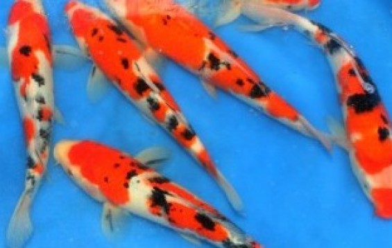 Sanke High Quality Koi - Koi Fish - Cyprinus carpio | Tank Facts