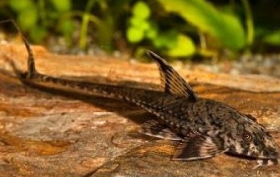 Whiptail Catfish - Suckermouth Cats - Rineloricaria microlepidogaster