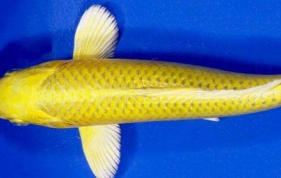 Koi fish&nbspFreshwater Fish Species | Tank Facts