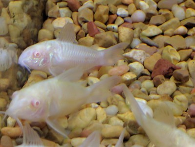 Albino Aeneus Cory Cat - Corydoras Catfish - Corydoras aeneus | Tank Facts