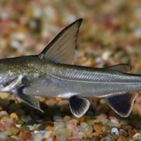 Colombian Shark Catfish - Catfish - Ariopsis seemanni