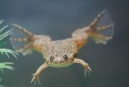 Dwarf African Frog freshwater Invertebrate Species Profile - Hymenochirus curtipes | Tank Facts