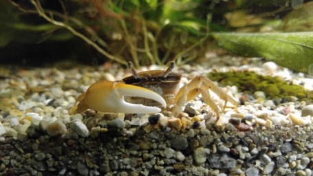 Fiddler Crab freshwater Invertebrate Species Profile - Uca sp | Tank Facts