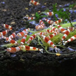 Red Crystal Shrimp Species Profile - Caridina sp | Tank
