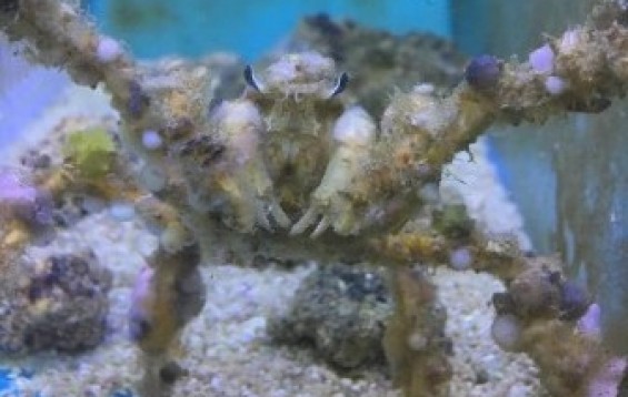 A Crab With Schizophrenia? - Hilo Decorator Crab or Schizophroida hilensis  | REEF2REEF Saltwater and Reef Aquarium Forum