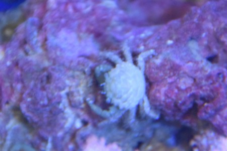 Emerald Crab saltwater Invertebrate Species Profile - Mithraculus sculptus | Tank Facts