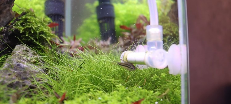 image of Top 5 Beginner Mistake as a Beginner Aquascape