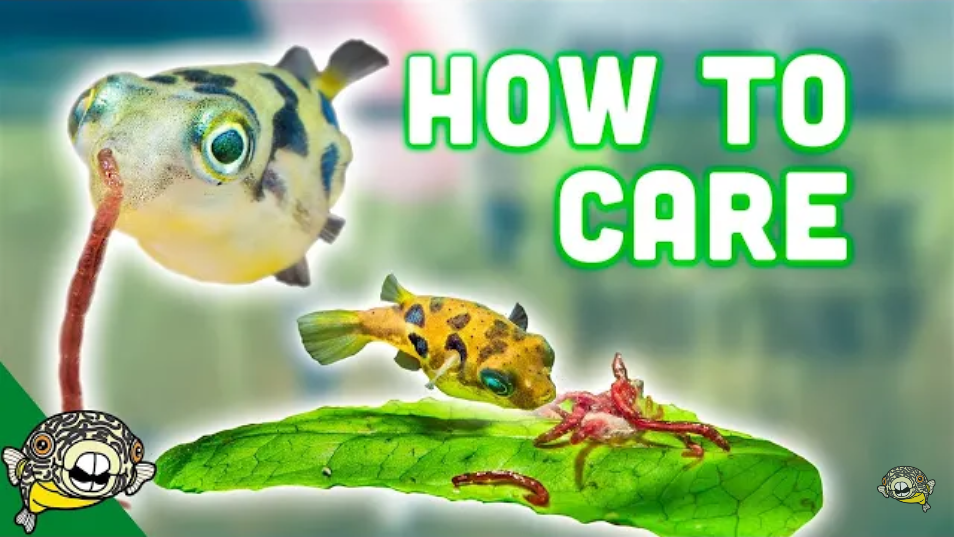 Dwarf Pea Puffer: complete care guide | Tank Facts
