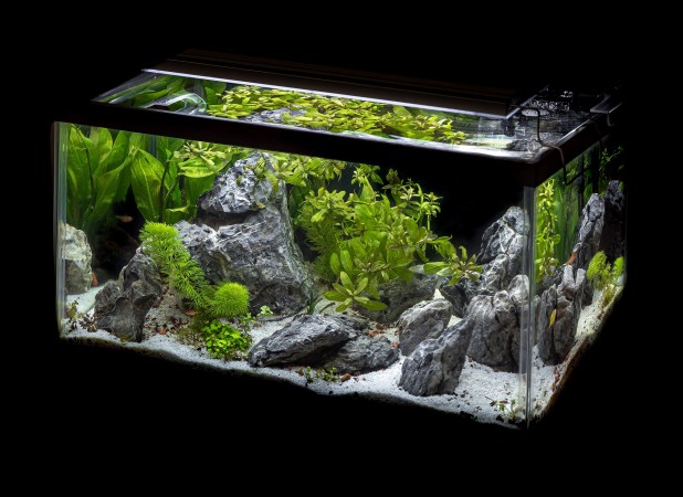 plaats IJver astronaut Types Of Aquarium Filters - How To Choose One For Your Tank | Tank Facts