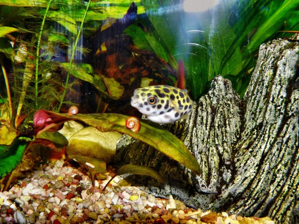 10 Interesting Dwarf Pufferfish Facts | Tank Facts