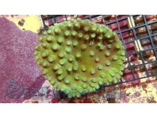 Green Pagoda Cup Coral