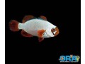 gold-nugget-maroon-clownfish-captive-bred-small-0