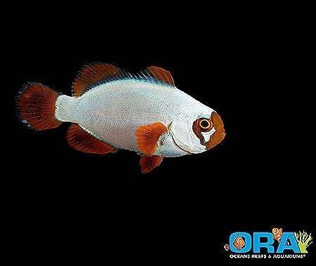 gold-nugget-maroon-clownfish-captive-bred-big-0