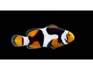 Premium Onyx Percula Clownfish - Captive Bred
