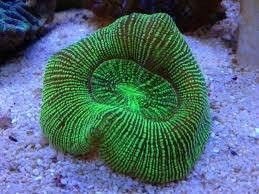 australian-metallic-stripe-brain-coral-big-0