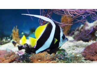Black & White Heniochus Butterfly Fish