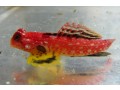 ruby-red-dragonet-small-0