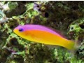 purpleback-pseudochromis-small-0