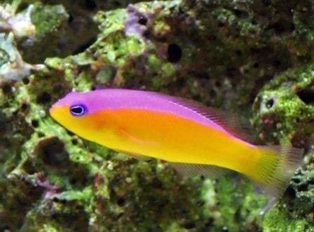 purpleback-pseudochromis-big-0