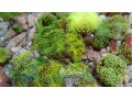 green-ricordea-mushroom-polyp-small-0