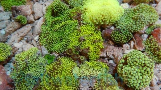 green-ricordea-mushroom-polyp-big-0