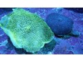 giant-cup-mushroom-coral-small-0
