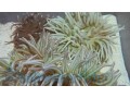 long-tentacle-anemone-small-0