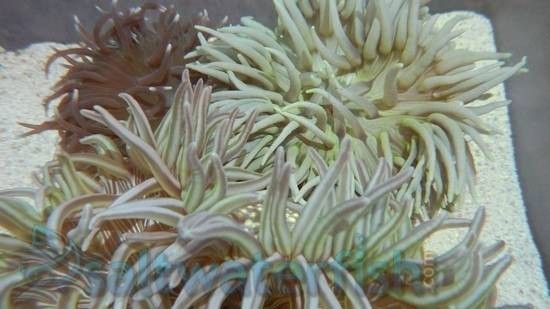 long-tentacle-anemone-big-0