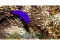 orchid-dottyback-fridmani-captive-bred-small-0