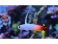 firefish-goby-small-0