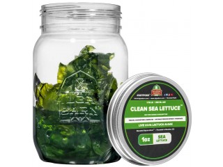 Clean Sea Lettuce - Live Macroalgea Ulva Lactuca