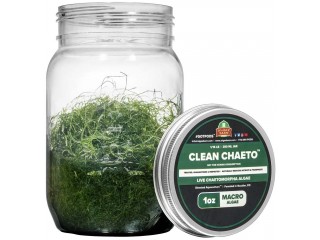 Clean Chaeto - Live Macroalgae Chaetomorpha Linum