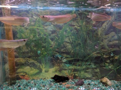 10 Fishes that should not be in aquarium-hobby!!