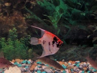 Top 10 Things About Freshwater Angelfish. The Best Beginner Fish?
