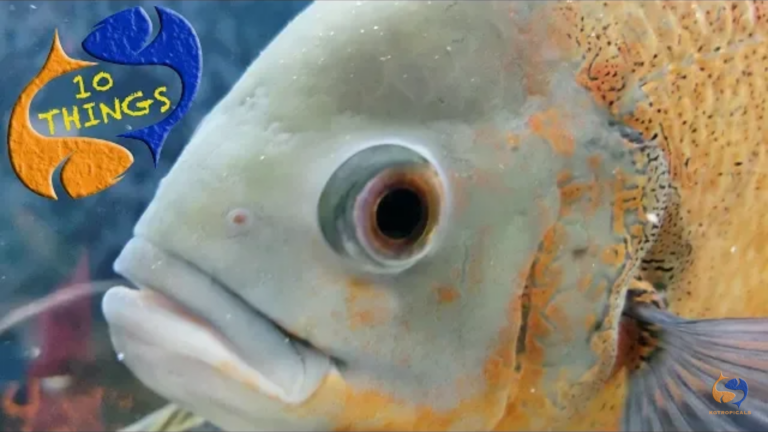10 things you should know before buying Oscar fish