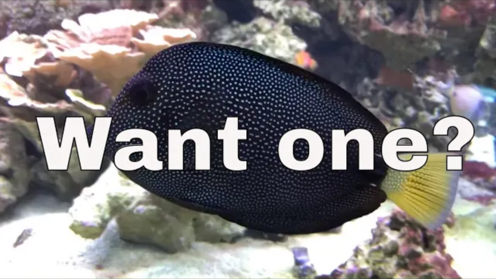 Do you really want a Gem Tang?