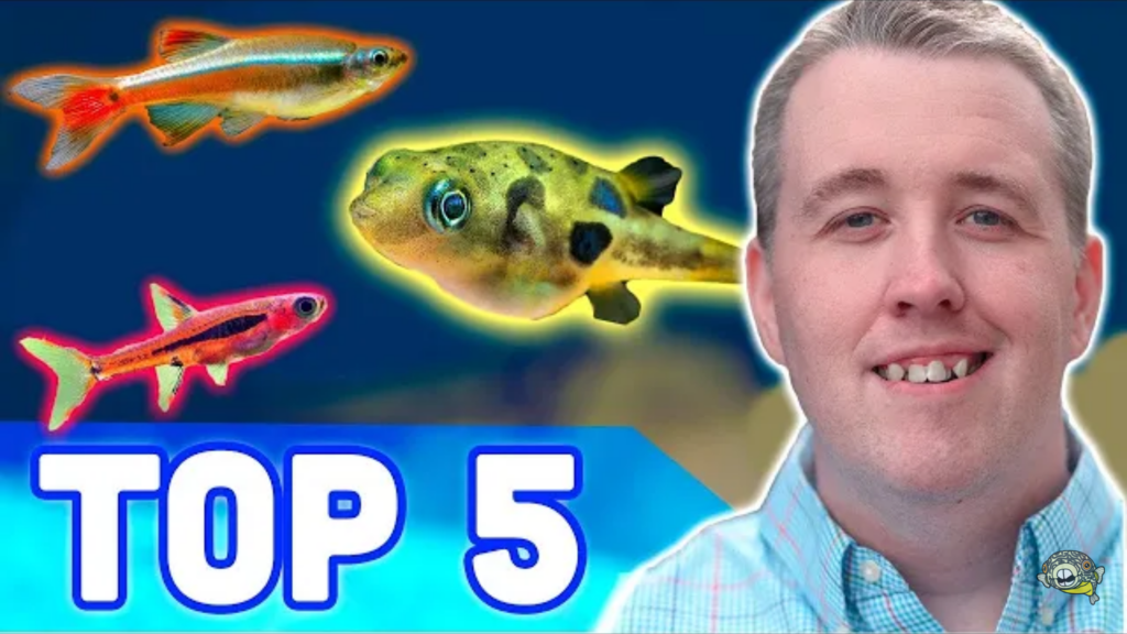 Top 5 fishes for your Nano-Aquarium