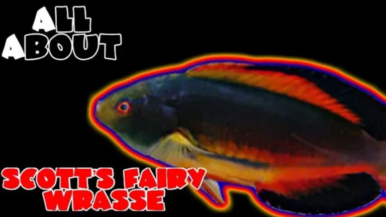 Scott’s Fairy Wrasse: all you need to know